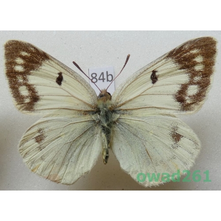 Colias alpherakii Staudinger, 1882 female Uzbekistan84b